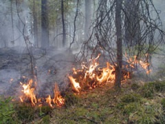 Cum să evitați un incendiu forestier