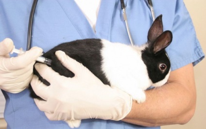 Cum să tratați un nas curbat la iepuri cu simptome, cauze ale bolii, prevenire