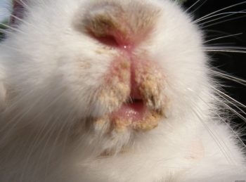 Cum să tratați un nas curbat la iepuri cu simptome, cauze ale bolii, prevenție