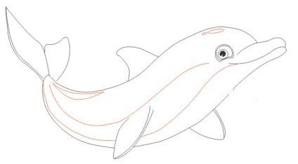 Cum de a desena un delfin în creion pas cu pas pentru copii