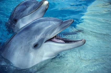 Hogyan rajzoljon egy delfint szakaszokkal egy fotóval