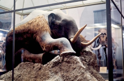 Cum sa gasesti mamuti - planeta rusa