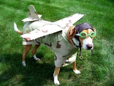 Hogyan segíthet egy kutya repülni egy repülőgépen