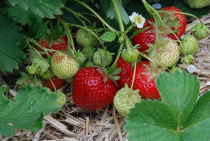 Cum de a alege căpșună potrivită pentru plantare care soiuri sunt mai bune decât video
