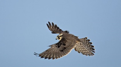 Ca un falcon peregrine poate accelera la viteze de hypercarbs