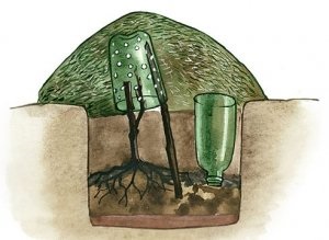 Cum să plantați strugurii singur instrucțiunile și regulile pentru viticultorii începători și cu experiență