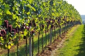 Cum să plantați strugurii singur instrucțiunile și regulile pentru viticultorii începători și cu experiență