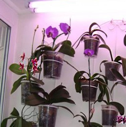 Hogyan készítsük el a beltéri növények megvilágítását, útmutatásokat, videókat