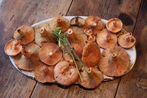 Cum de a sare mod rozhiki rece pentru iarnă - sfaturi cu privire la decapare, site-ul de ciuperci
