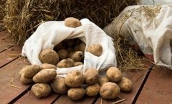 Cum să păstreze cartofii la domiciliu pentru iarna până la primăvară săpată culturi, semințe,