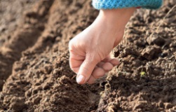 Cum să salvați recolta din secetă