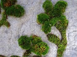 Cum să decorezi o grădină cu mușchi și licheni