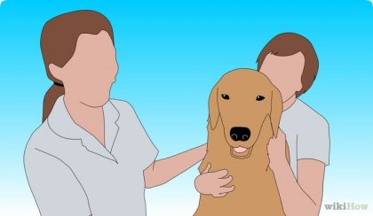 Cum să pun un câine în ochi