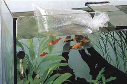 Cum de a lansa un acvariu prin rularea unui acvariu prin pași, creând un design