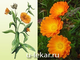 Calendula (gălbenele)