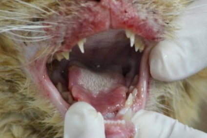 Infecția cu calicivirus (calicivirus) de pisici, clinica veterinară a doctorului shubin