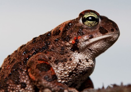 Reed Toad sau broască smelly (lat