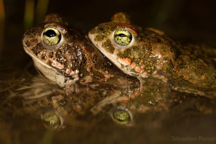 Reed Toad sau broască smelly (lat