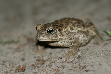 Reed Toad sau broască smelly (lat