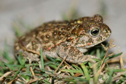 Reed Toad sau broască smelly (lat
