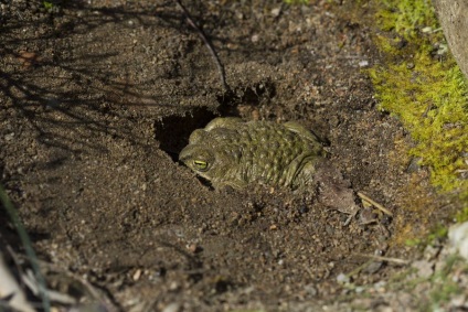 Reed Toad sau broască smelly (lat