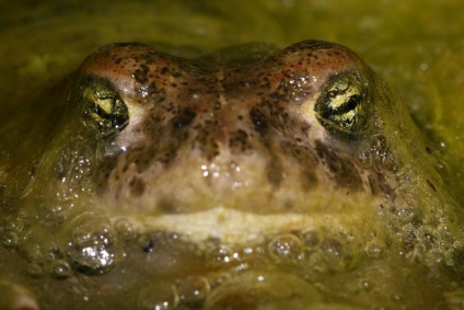 Reed Toad sau broască smelly (lat