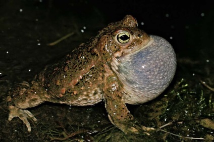 Reed Toad sau broască smelly (lat