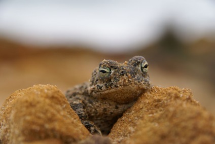 Reed Toad sau broască smelly (lat