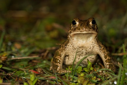 Reed Toad sau broască smelly (lat