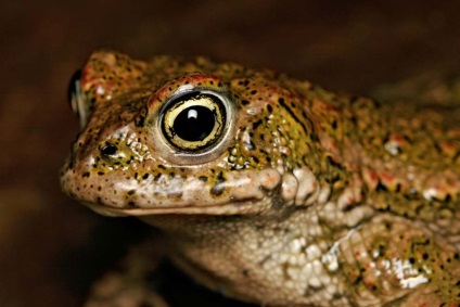 Reed Toad sau broască smelly (lat