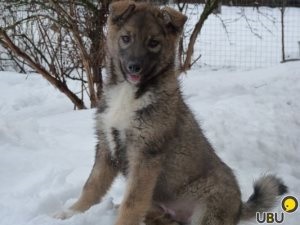 Vágjuk kaukázusi juhászaink, macskáink és kutyáink füleit