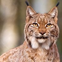 Ce face visul de lynx?