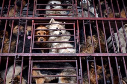 Agentul de afaceri chinez a cumpărat 2 000 de câini pentru a le salva - într-o lume interesantă