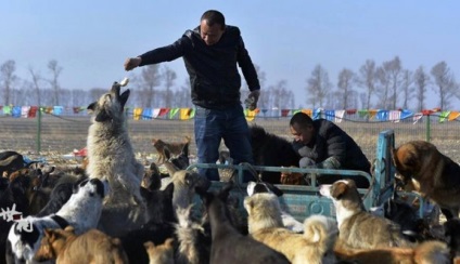 Agentul de afaceri chinez a cumpărat 2 000 de câini pentru a le salva - într-o lume interesantă