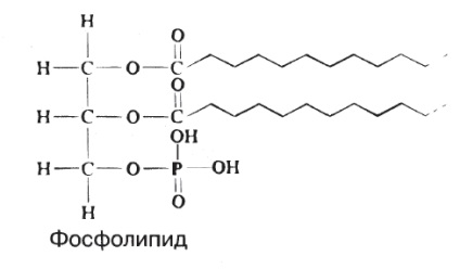 Clasificarea carbohidraților 1