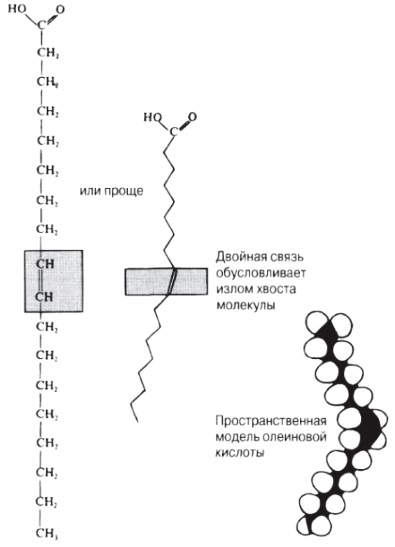 Clasificarea carbohidraților 1