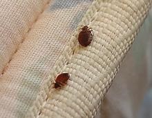 Bedbugs de la vecini ce să facă, dezinfectare, dezinsecție, deratizare - portal de informare