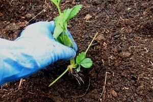 Atunci când se plantează o planta magica căpșuni căpșuni