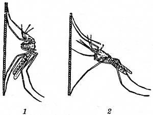 Tantari, tantari de lupta