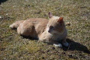 Cat luni în parcul de pisici