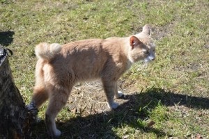 Cat luni în parcul de pisici