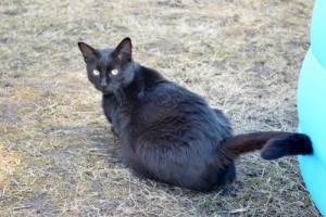 Cat luni în parcul de pisici