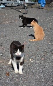 Cat luni în parcul de pisici