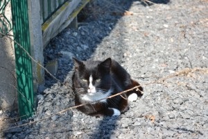 Cat luni în parcul de pisici