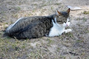 Cat luni în parcul de pisici