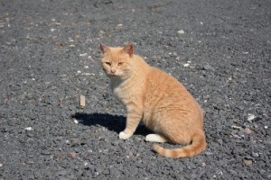 Cat luni în parcul de pisici