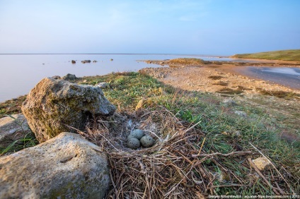 Koyashsky lac sărat lac de culoare roz în Crimeea