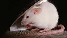A patkány egerek bőrparazitái, a bőrokonok, a fülarákok, a patkány egerek, a gyapjú ritkításos fésülése