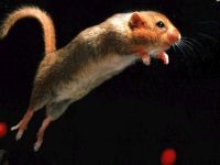A patkány egerek bőrparazitái, a bőrokonok, a fülarákok, a patkány egerek, a gyapjú ritkításos fésülése