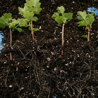 Coacăz roșu cu fotografii și descrieri de plantare, îngrijire și reproducere a coacăzelor roșii